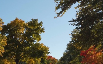 2024 Fall Foliage at Arlington National Cemetery