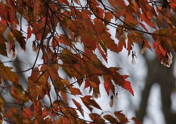 Unloading Gear with the 101st Airborne Division Band (B-Roll)