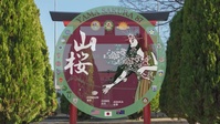 Yama Sakura 87
