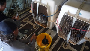 U.S. Coast Guard Air Station Barbers Point crew transports 3 Hawaiian monk seal pups