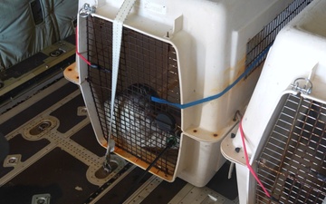 Coast Guard Air Station Barbers Point transports 3 Hawaiian monk seal pups