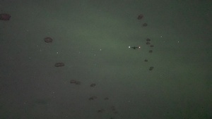 Jump Into The Night: Arctic Angels Conduct a Airborne Operation for JPMRC 25-02