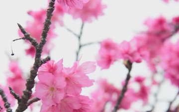 Cherry Blossom season in Okinawa