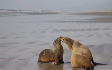 San Diego County's First Sea Lion Return of 2025 Takes Place at Camp Pendleton