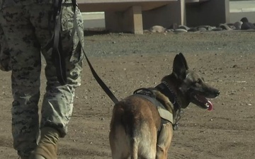 Military Working Dog Handlers Conduct Contraband Training