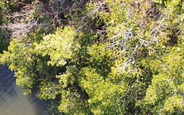 Manatee spotted in MacDill waterways