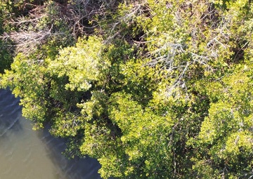 Manatee spotted in MacDill waterways
