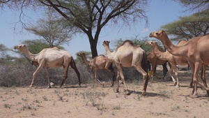 B-Roll: US, Kenya veterinarians treat local animals