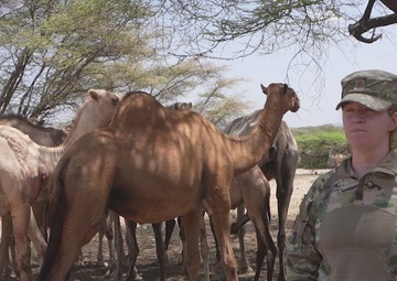 Interview: US Army veterinarian shares insights on herd health exchange during exercise Justified Accord