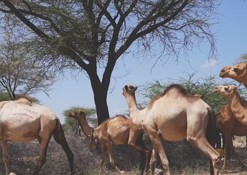 US, Kenya veterinarians treat local animals