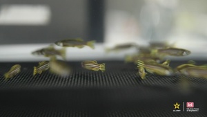 ERDC Zebrafish Research Advancing Knowledge to Protect the Warfighter (Branded)