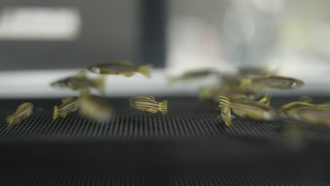 ERDC Zebrafish Research Advancing Knowledge to Protect the Warfighter (Unbranded)