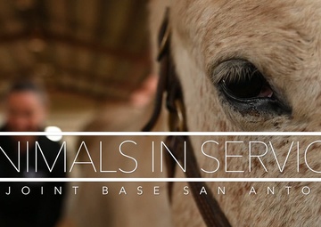 Animals in Service: Skippy