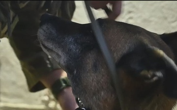 K-9 Veterans: Force Multipliers on the Battlefield