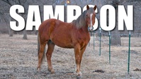 Sampson