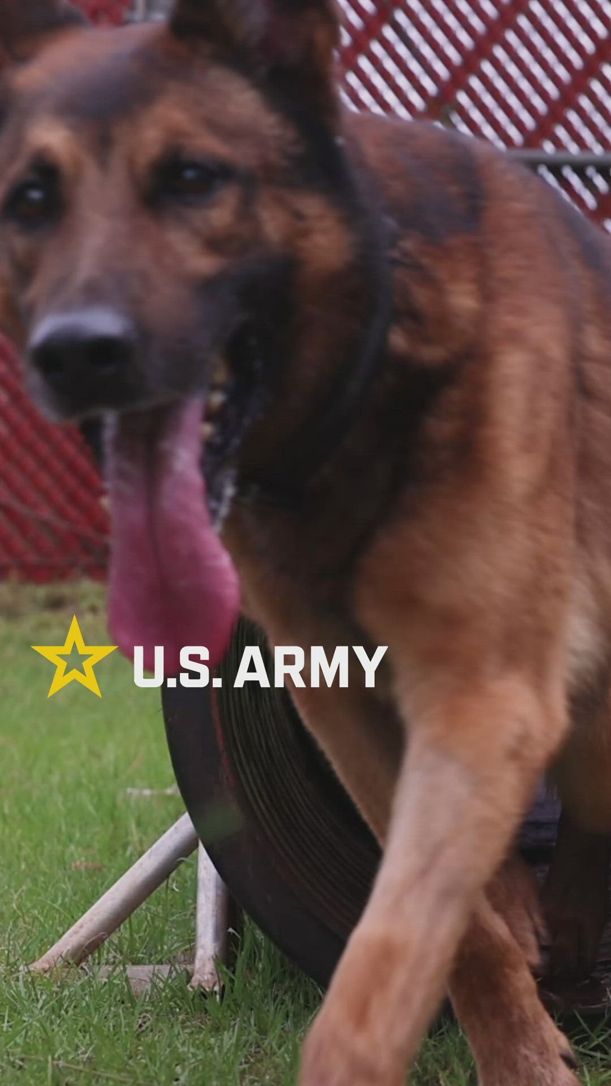 U.S. Army Spc. Bryant Olartes, a military working dog handler assigned to the 520th Military Police Detachment (Military Working Dog), 8th Military Police Brigade, 8th Theater Sustainment Command, shares his thoughts about military working dog Tomas and the MWD&#39;s upcoming retirement on Schofield Barracks, Hawaii, Mar. 10, 2025. After two and half years together, Olartes and Tomas have built a special bond, but, as Tomas retires, the duo splits so the Tomas can finally relax with a happy family. (U.S. Army video by Sgt. Nickson Schenk; music - 190117-chill/japan/calm/simple/nostalgic by WELC0MEИ0 / HomeMadeGarbage SoundTracks)