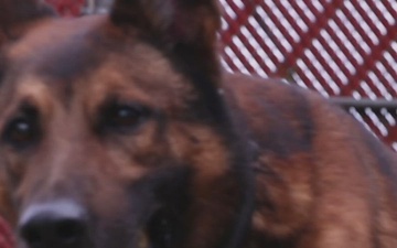 K9 Veterans Day - Military working dog Tomas retires