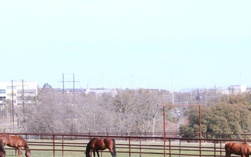 Horses at the 1st Cavalry Division, Horse Cavalry Detachment