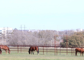 Horses at the 1st Cavalry Division, Horse Cavalry Detachment