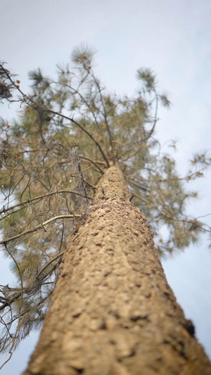 Caring For Trees, Protecting Communities