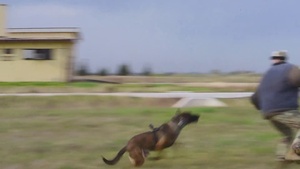 The Lethality of the U.S. Military Dog