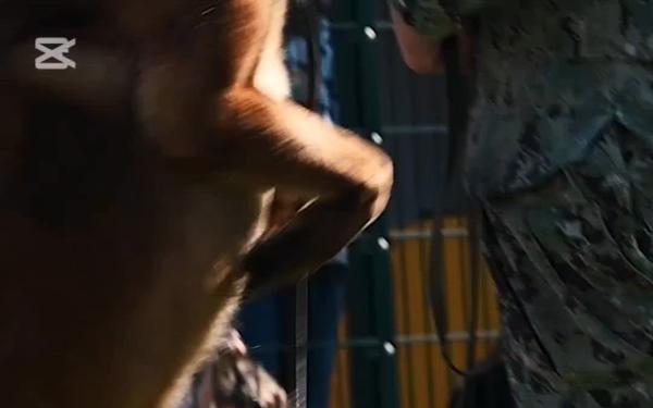 NSA Naples K-9 Team Highlight