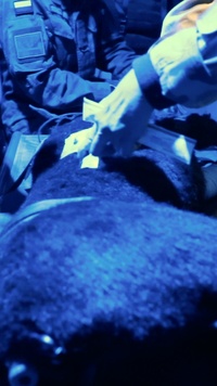 64th Medical Detachment Veterinarian Support Services train on K-9 TCCC