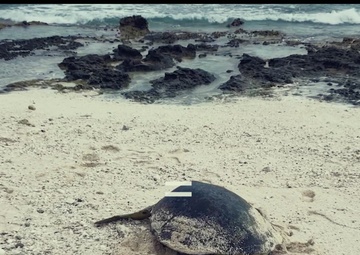 Gosa Guam: To Run
