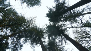 Power in the Pines 2025
