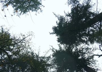 Power in the Pines 2025