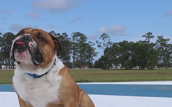 The American Kennel Club donates Rocky the Bulldog to 3rd Infantry Division