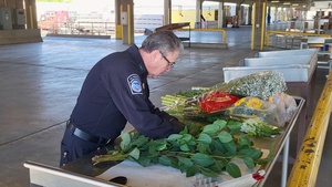 B-roll CBP Agriculture Specialist examines  fresh cut flower imports.