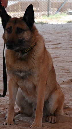 Dawg vs. Dog [vertical]