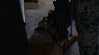 K-9s conduct Narcotics Detection Validation Exercise