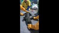 Alligator oil wash in response to Well 59