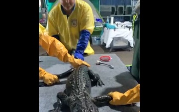 Alligator oil wash in response to Well 59
