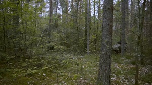 B-Roll: 173rd Airborne Brigade's Attack Company Executes STX Training in Lithuania During Swift Response 2025