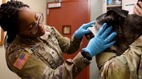 #Army250 Soldier Spotlight_SGT Jyra Griggs, Veterinary Readiness Activity-Japan