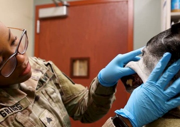 #Army250 Soldier Spotlight_SGT Jyra Griggs, Veterinary Readiness Activity-Japan