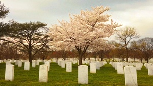 Taps: A Bugler’s Perspective