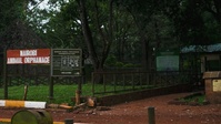 African Animals