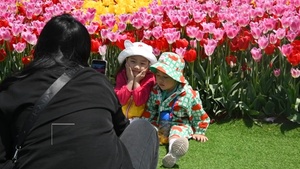 Korea Sights & Sounds: Taean Tulip Festival