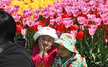 Korea Sights &amp; Sounds: Taean Tulip Festival