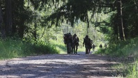The 17th Field Artillery Brigade Best By Obstacle Course