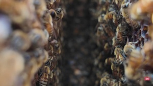 Pollinators at Patoka Lake