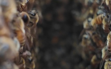 Pollinators at Patoka Lake
