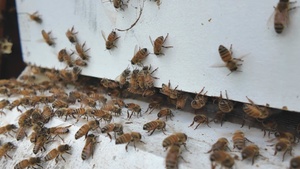 Pollinators at Patoka Lake "Bee Roll"