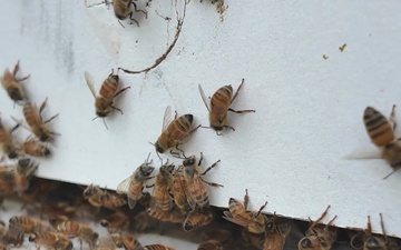 Pollinators at Patoka Lake &quot;Bee Roll&quot;