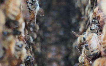 Pollinators at Patoka Lake