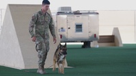Military Working Dog Zecki Demonstrates Apprehension Training at Creech AFB